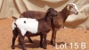 LOT 15 2+2X MEATMASTER EWE VER VAN HIER MEATMASTERS (Pay per animal to take all) - 5