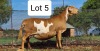 LOT 5 1+2X MEATMASTER EWE MOHIMBA MEATMASTERS