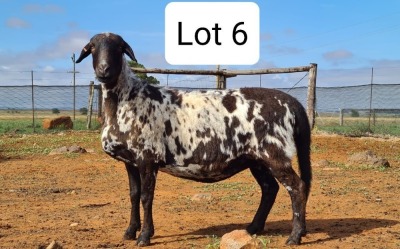 LOT 6 1X MEATMASTER EWE MOHIMBA MEATMASTERS