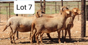 LOT 7 3X MEATMASTER EWE DIE BULT MEATMASTERS (Pay per animal to take all)