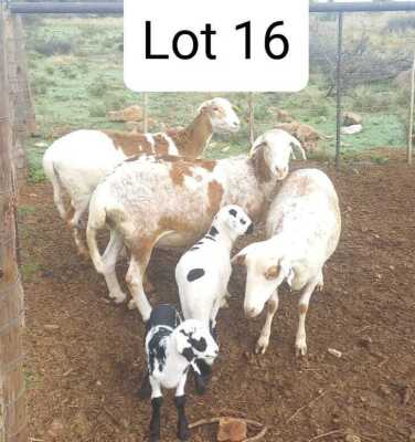 LOT 16 3+2X MEATMASTER EWE ANRIDEL MEATMASTERS (Pay per animal to take all)