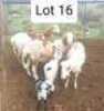 LOT 16 3+2X MEATMASTER EWE ANRIDEL MEATMASTERS (Pay per animal to take all)