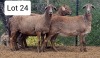 LOT 24 2X MEATMASTER EWE THERONJE MEATMASTERS (Pay per animal to take all)