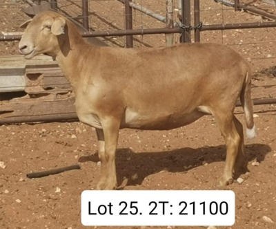 WITHDRAW- LOT 25 1X MEATMASTER EWE DIRK STEENKAMP MEATMASTERS