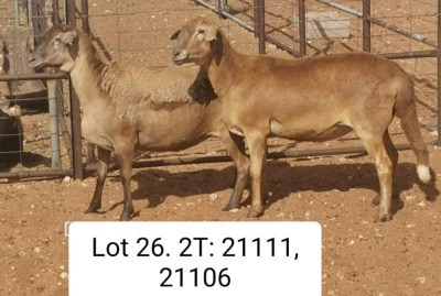 LOT 26 1X MEATMASTER EWE DIRK STEENKAMP MEATMASTERS (Pay per animal to take all)