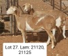 LOT 27 1X MEATMASTER EWE DIRK STEENKAMP MEATMASTERS (Pay per animal to take all)