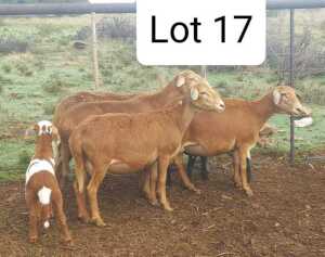 LOT 17 2+1X MEATMASTER EWE ANRIDEL MEATMASTERS (Pay per animal to take all)