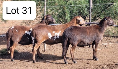 LOT 31 3X MEATMASTER EWE DRIEKOP MEATMASTERS (Pay per animal to take all)