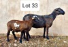 LOT 33 1+1X MEATMASTER EWE UITZICHT BOERDERY