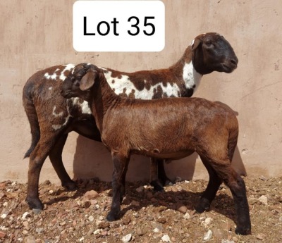 LOT 35 1+1X MEATMASTER EWE UITZICHT BOERDERY