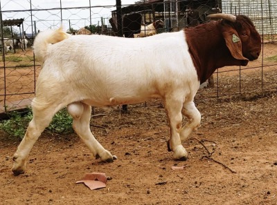 1X BOERBOK RAM Kanon Boerbokstoet - KUDDE