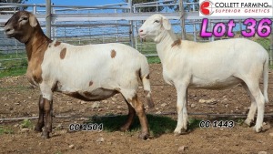 LOT 36 1X MEATMASTER EWE COLLETT FARMING 