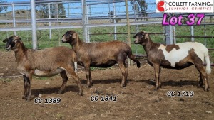 LOT 37 3X MEATMASTER EWE COLLETT FARMING (Pay per animal to take all)