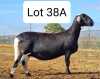 LOT 38 2X MEATMASTER EWE MOHIMBA MEATMASTERS (Pay per animal to take all) - 2