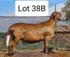 LOT 38 2X MEATMASTER EWE MOHIMBA MEATMASTERS (Pay per animal to take all) - 3