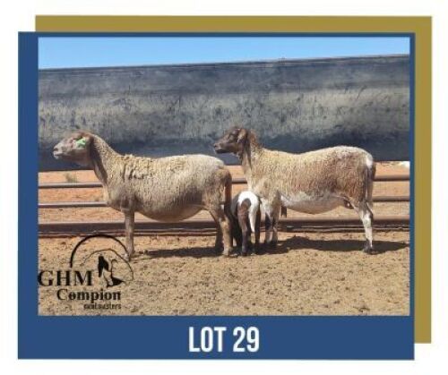 LOT 29 1+1X MEATMASTER EWE GHM COMPION MEATMASTERS 