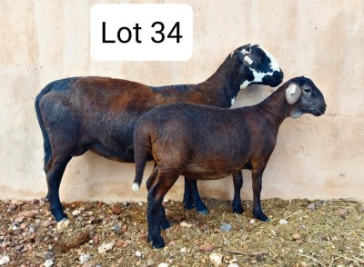 LOT 34 1+1X MEATMASTER EWE UITZICHT BOERDERY