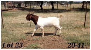 1X BOERBOK RAM CR Botha Boerbokstoet