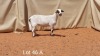 LOT 46 1X MEATMASTER EWE VER VAN HIER MEATMASTERS - 2