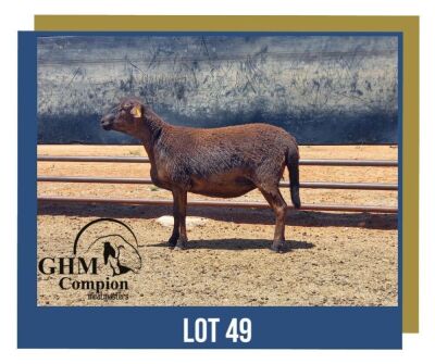 WITHDRAW - LOT 49 1X MEATMASTER EWE GHM COMPION MEATMASTERS