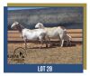 LOT 28 2+1X MEATMASTER EWE GHM COMPION MEATMASTERS (Pay per animal to take all)