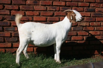 1X BOERBOK OOI/EWE SHINDZELA BOERBOK STOET - KUDDE