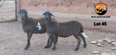 LOT 45 2X MEATMASTER EWE MULDERSBANK MEATMASTERS (Pay per animal to take all)