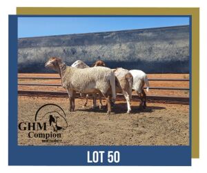 LOT 50 1+1X MEATMASTER EWE GHM COMPION MEATMASTERS 