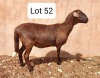 LOT 52 1X MEATMASTER EWE UITZICHT BOERDERY