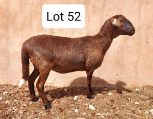 LOT 52 1X MEATMASTER EWE UITZICHT BOERDERY