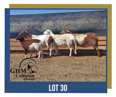 LOT 30 3+1X MEATMASTER EWE GHM COMPION MEATMASTERS (Pay per animal to take all)