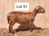 LOT 51 1X MEATMASTER EWE UITZICHT BOERDERY