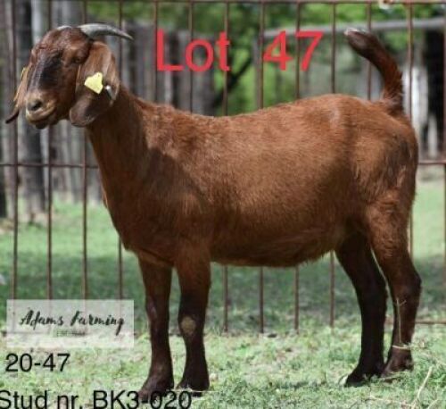 LOT 47 1X KALAHARI RED EWE ADAMS FARMING