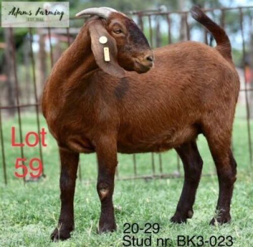 LOT 59 1X KALAHARI RED EWE ADAMS FARMING