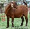 LOT 59 1X KALAHARI RED EWE ADAMS FARMING