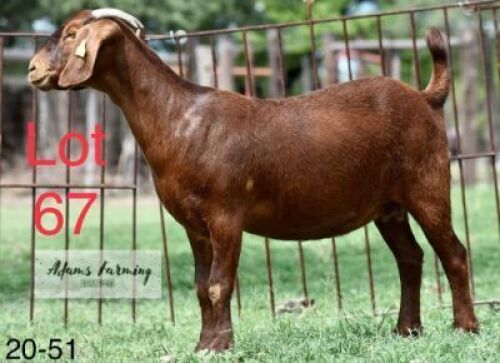 LOT 67 1X KALAHARI RED EWE ADAMS FARMING
