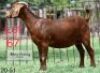 LOT 67 1X KALAHARI RED EWE ADAMS FARMING