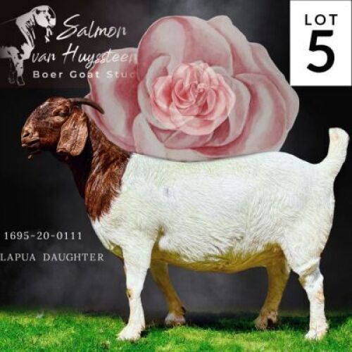 LOT 5 1x BOER GOAT STUD DOE SALMON VAN HUYSSTEEN BOERBOKSTOET