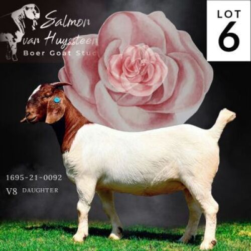 LOT 6 1x BOER GOAT STUD DOE SALMON VAN HUYSSTEEN BOERBOKSTOET