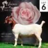 LOT 6 1x BOER GOAT STUD DOE SALMON VAN HUYSSTEEN BOERBOKSTOET