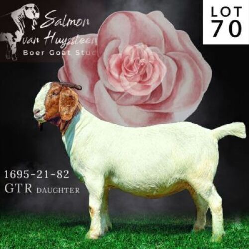 LOT 70 1x BOER GOAT STUD DOE SALMON VAN HUYSSTEEN BOERBOKSTOET