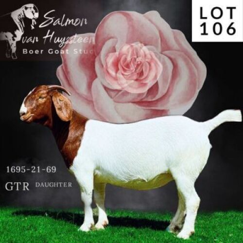 LOT 106 1x BOER GOAT STUD DOE SALMON VAN HUYSSTEEN BOERBOKSTOET