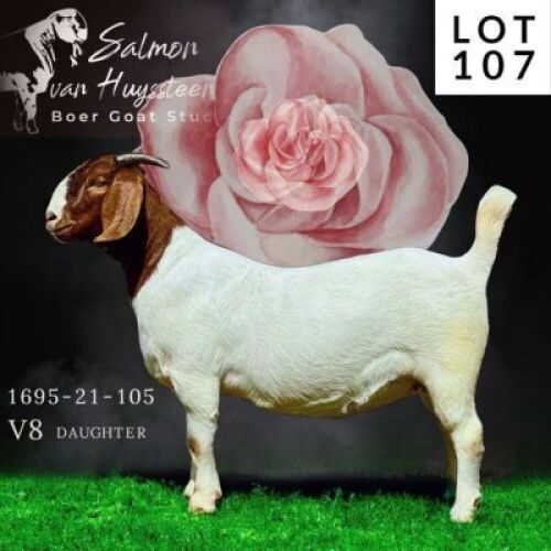LOT 107 1x BOER GOAT STUD DOE SALMON VAN HUYSSTEEN BOERBOKSTOET