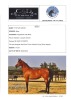 1 x ARABIAN MARE FTB Fair Azhar - 2