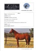 1 x ARABIAN GELDING FTB Magnum Cache - 2