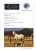 1 x ARABIAN GELDING FTB Samira s Dream - 2