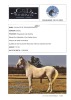 1 x ARABIAN GELDING Cavalo’s de Deus Marrakesh - 2