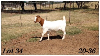 1X BOERBOK OOI/EWE CR Botha Boerbokstoet - KUDDE