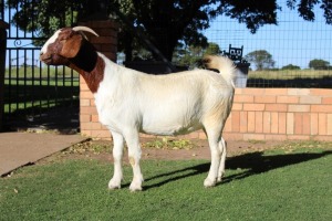 1X BOERBOK OOI/EWE Suzanne Van Dyk Boerbokstoet nr. 1714 - KUDDE