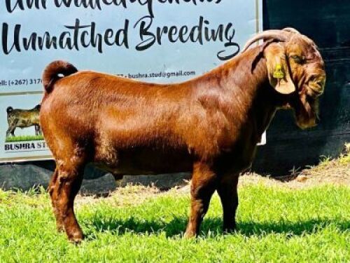 LOT 31 1 x KALAHARI RED BUCK BUSHRA STUD